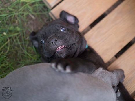 DZIEŃ DZIECKA także dla naszych kochanych psiaków